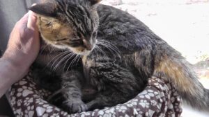 When to put a cat to sleep with hyperthyroidism